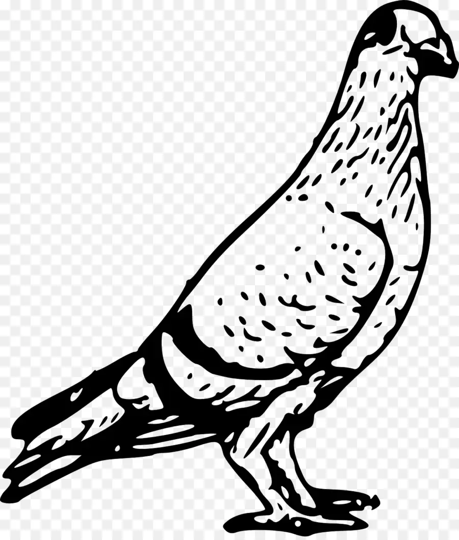 Homing Pigeon，Columbidae PNG