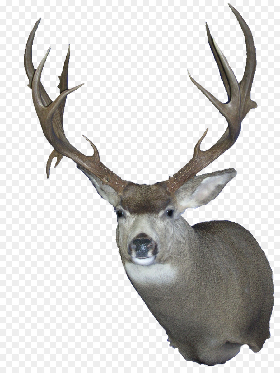 Elk，Los Ciervos PNG