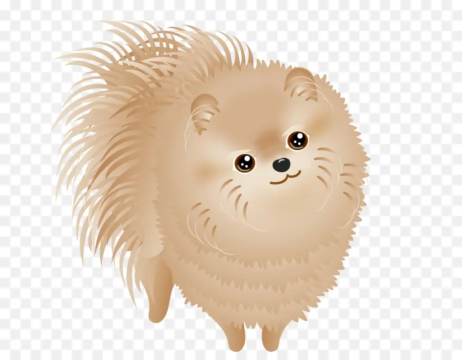 Pomerania，Raza De Perro PNG