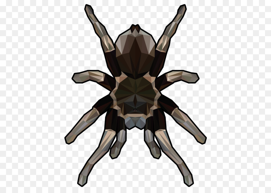 Tarántula，Araña PNG