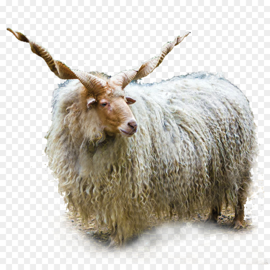 Racka，Ovis Orientalis PNG