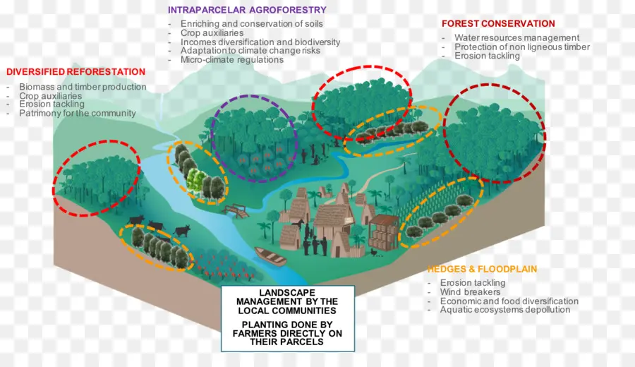 Diagrama Agroforestal，Bosque PNG