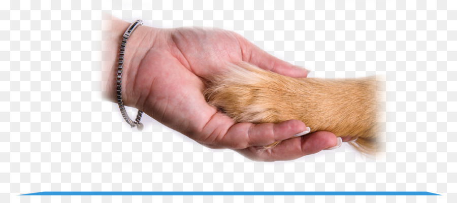 Perro，Animalassisted Terapia PNG