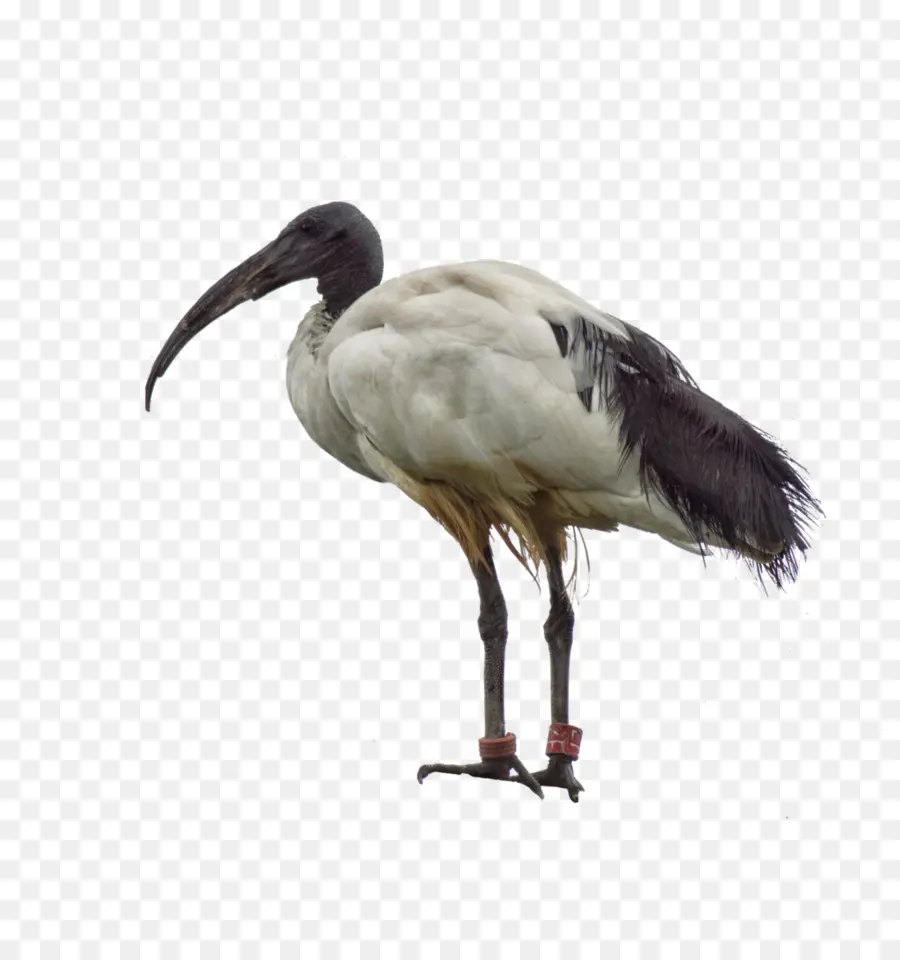 Ibis，Pájaro PNG