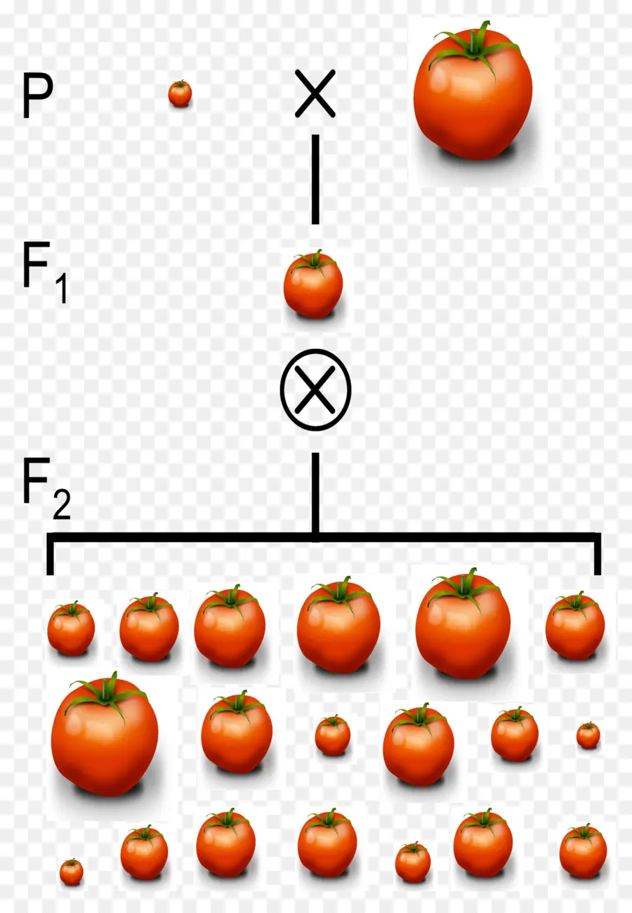 Cría De Tomates，Planta PNG