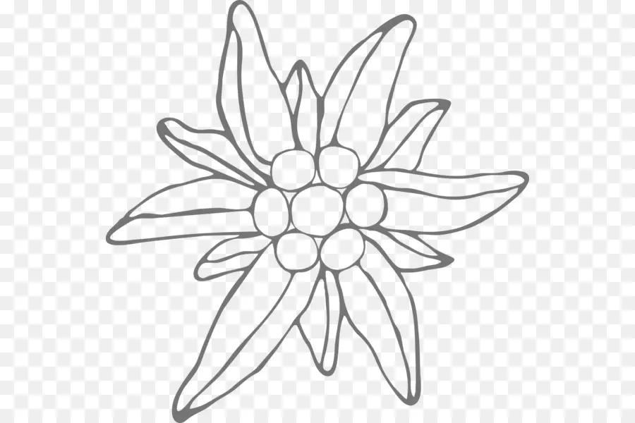 Dibujo，Edelweiss PNG