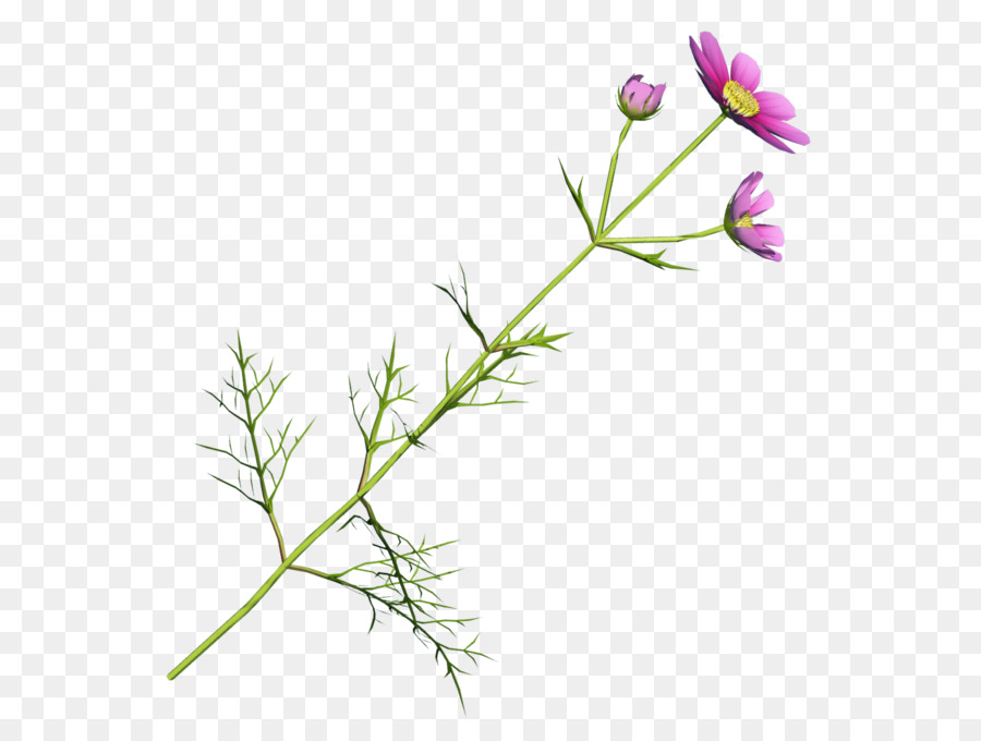 Flor，Provenir PNG