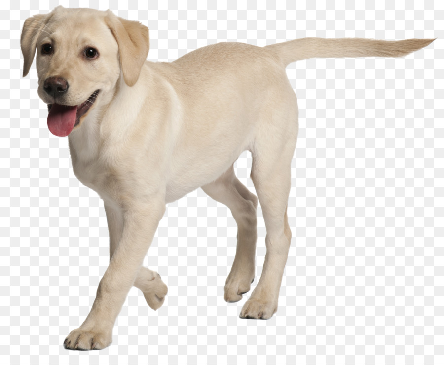 Labrador Retriever，Rottweiler PNG