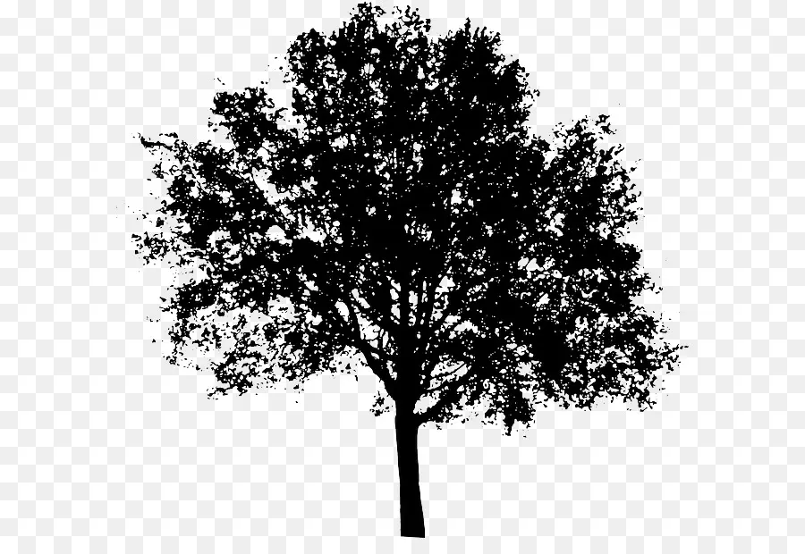 árbol，Silueta PNG