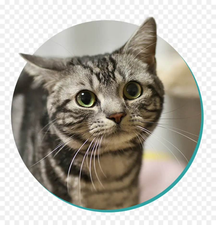 American Shorthair，British Shorthair PNG