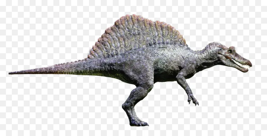 Spinosaurus，Tyrannosaurus PNG