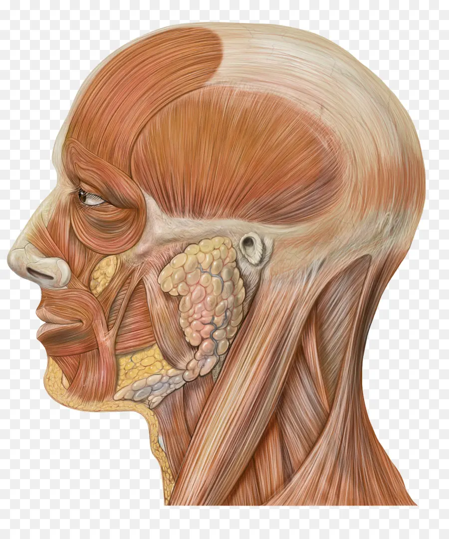 Cabeza Y Cuello Anatomía，Cuerpo Humano PNG