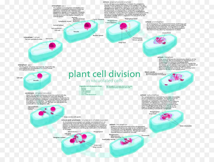 Mitosis，Ciclo Celular PNG