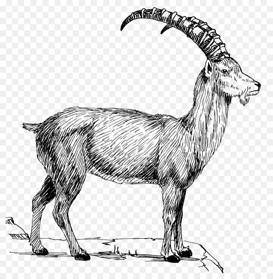 Cabra，Alpine Ibex PNG