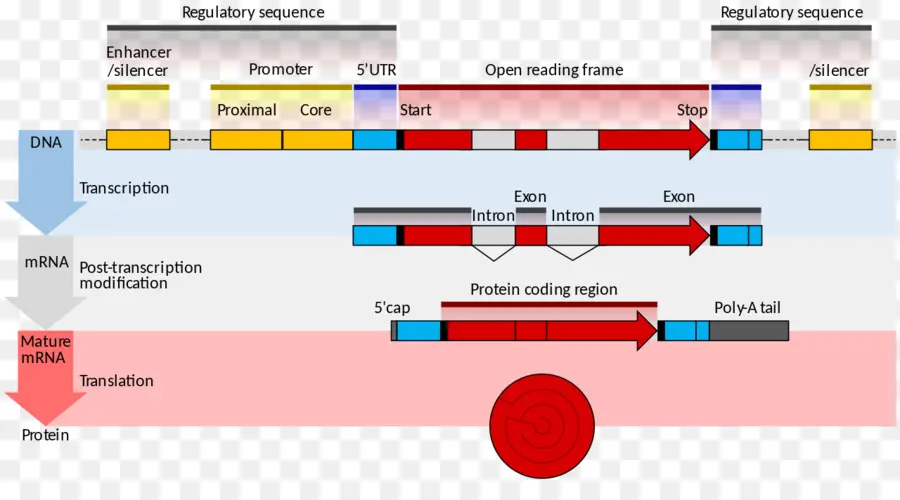 Diagrama De Expresión Genética，Adn PNG