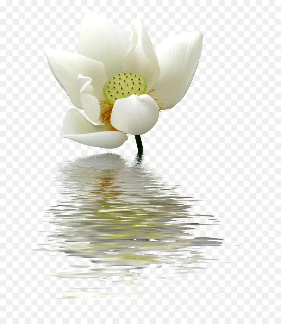 Flor Blanca，Floración PNG