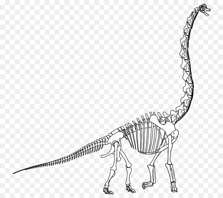 Velociraptor，Tyrannosaurus PNG