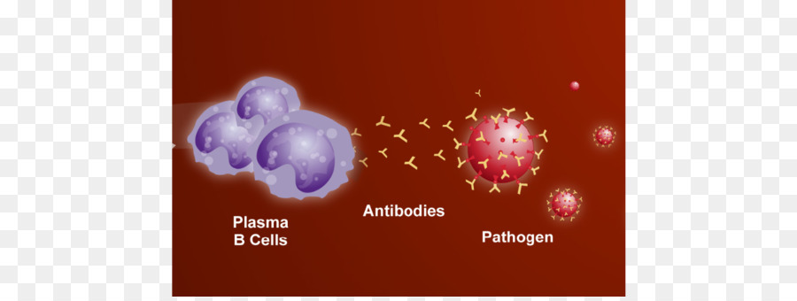 Anticuerpos，Sistema Inmunitario PNG