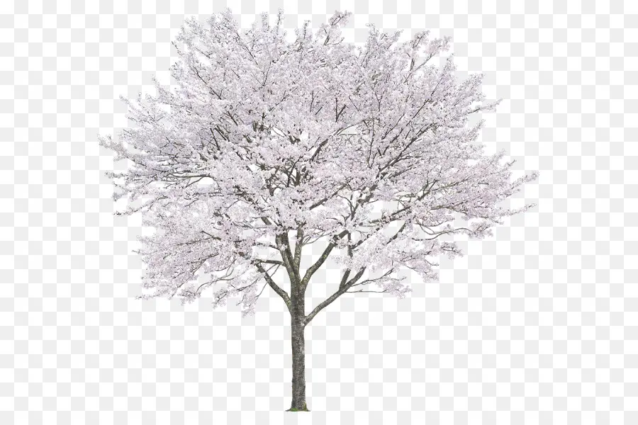 árbol，Rama PNG