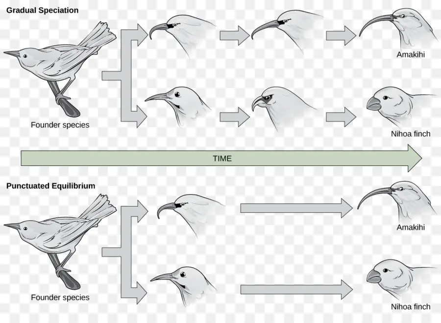 Evolución De Las Aves，Especiación PNG