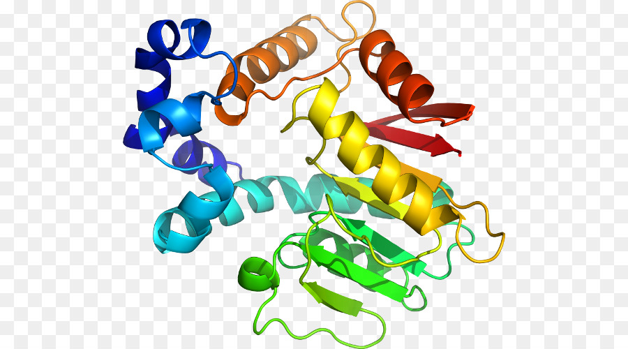 Estructura De La Proteína，Molécula PNG