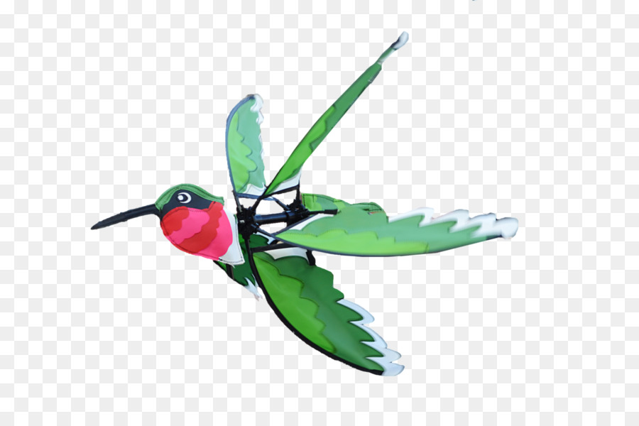 Colibrí，Los Insectos PNG