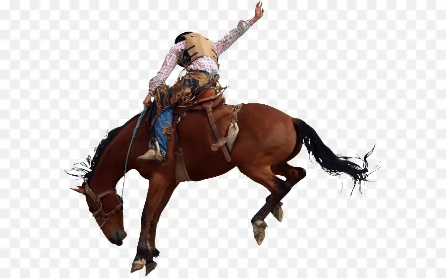 Caballo，Rodeo PNG