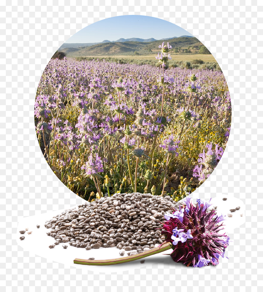 Semillas Y Flores De Chía，Planta PNG