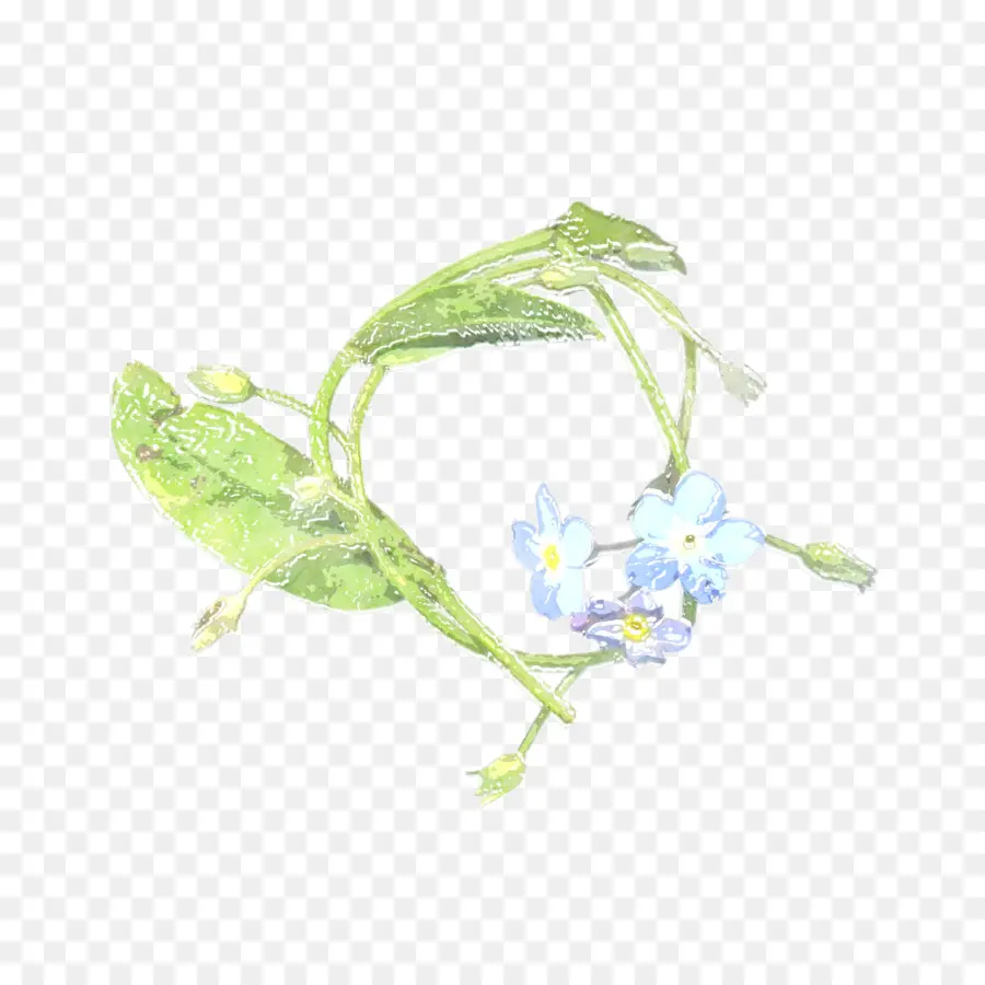 Flor De Nomeolvides，Nomeolvides PNG