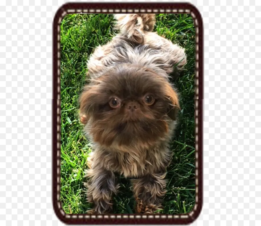 Perro Shih Tzu Marrón，Mascota PNG