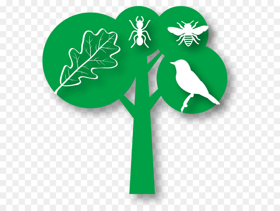 Entorno Natural，árbol PNG