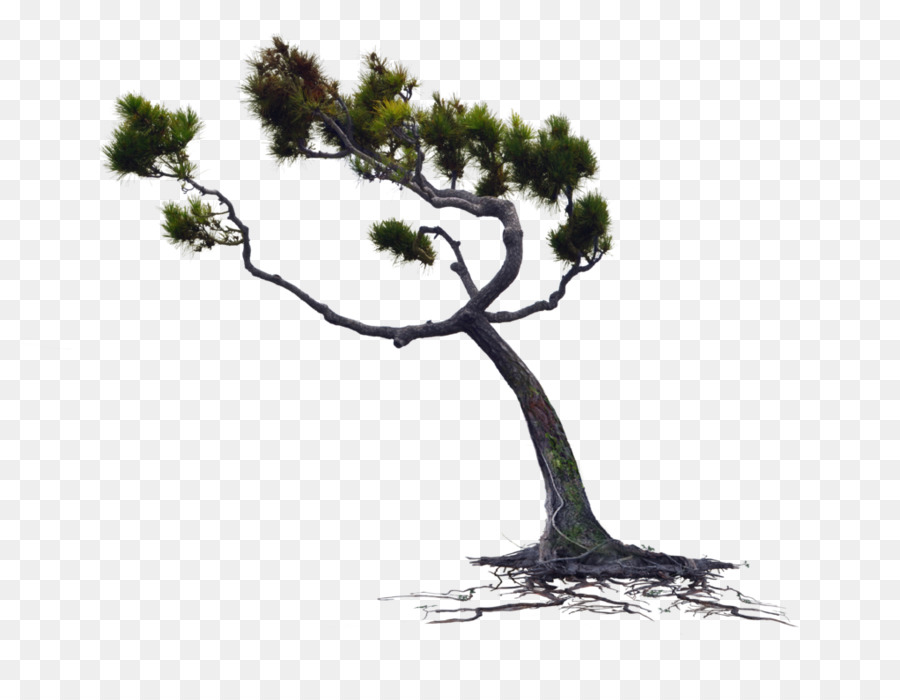 Pino，árbol PNG