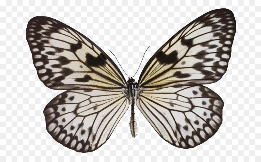 Mariposa，Idea De Leuconoe PNG