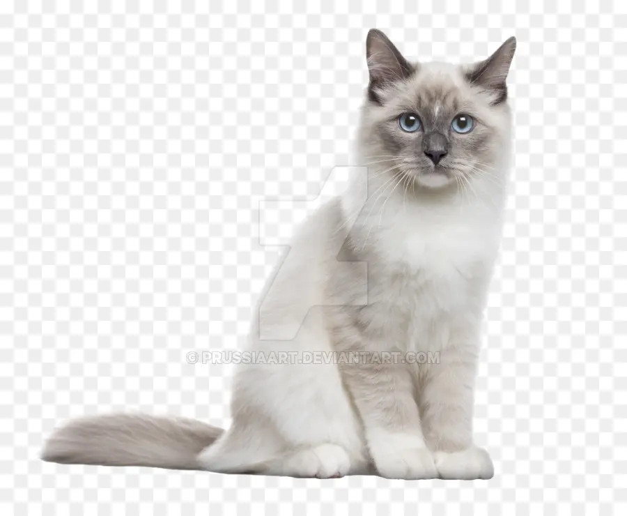 Gato Siberiano，Ragdoll PNG