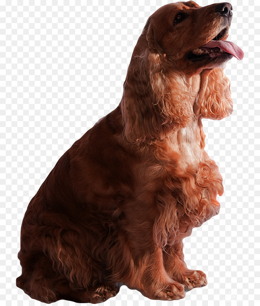 Spaniel De Campo，American Cocker Spaniel PNG