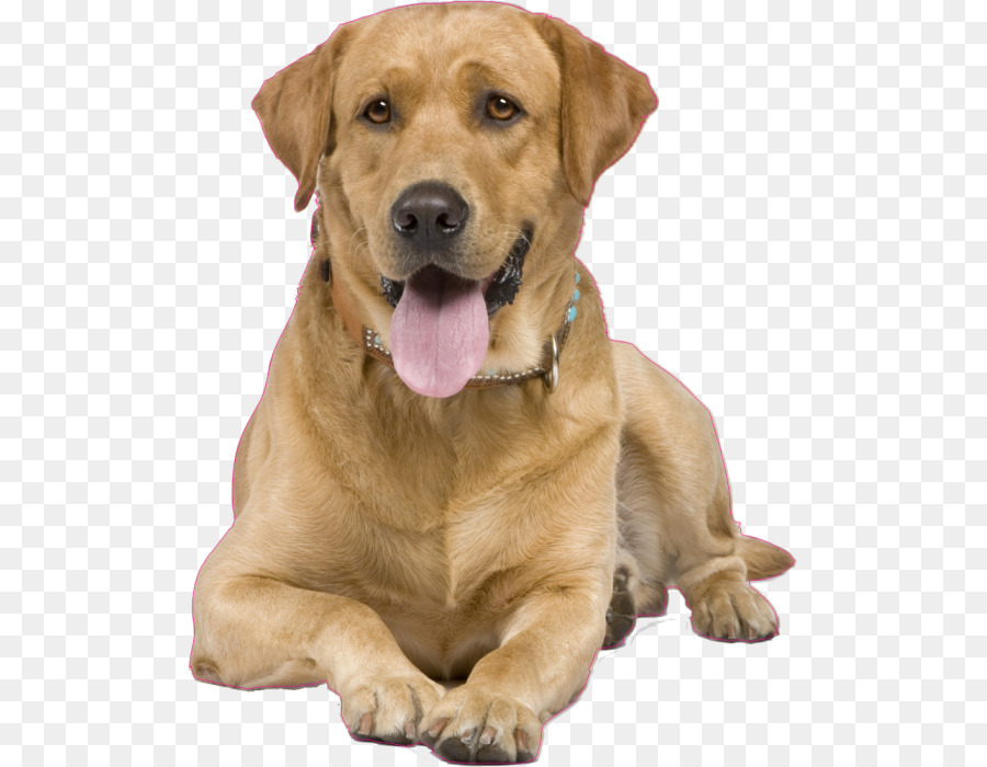 Perro，Mascota PNG