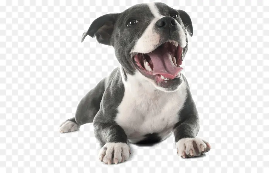 Pit Bull，Staffordshire Bull Terrier PNG