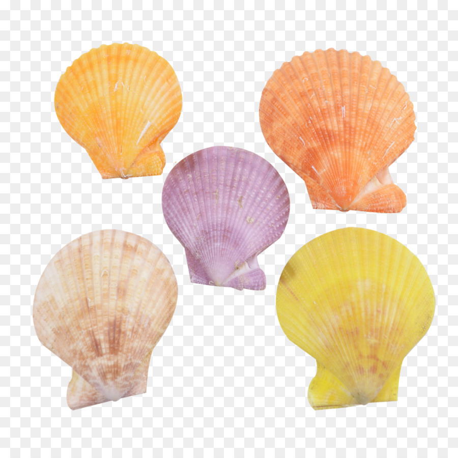 Conchas Marinas，Conchas PNG