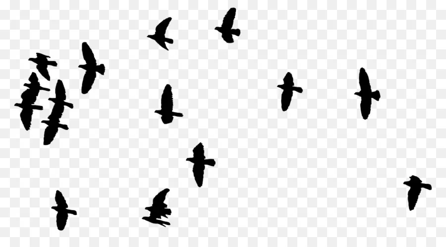 Aves，Vuelo PNG