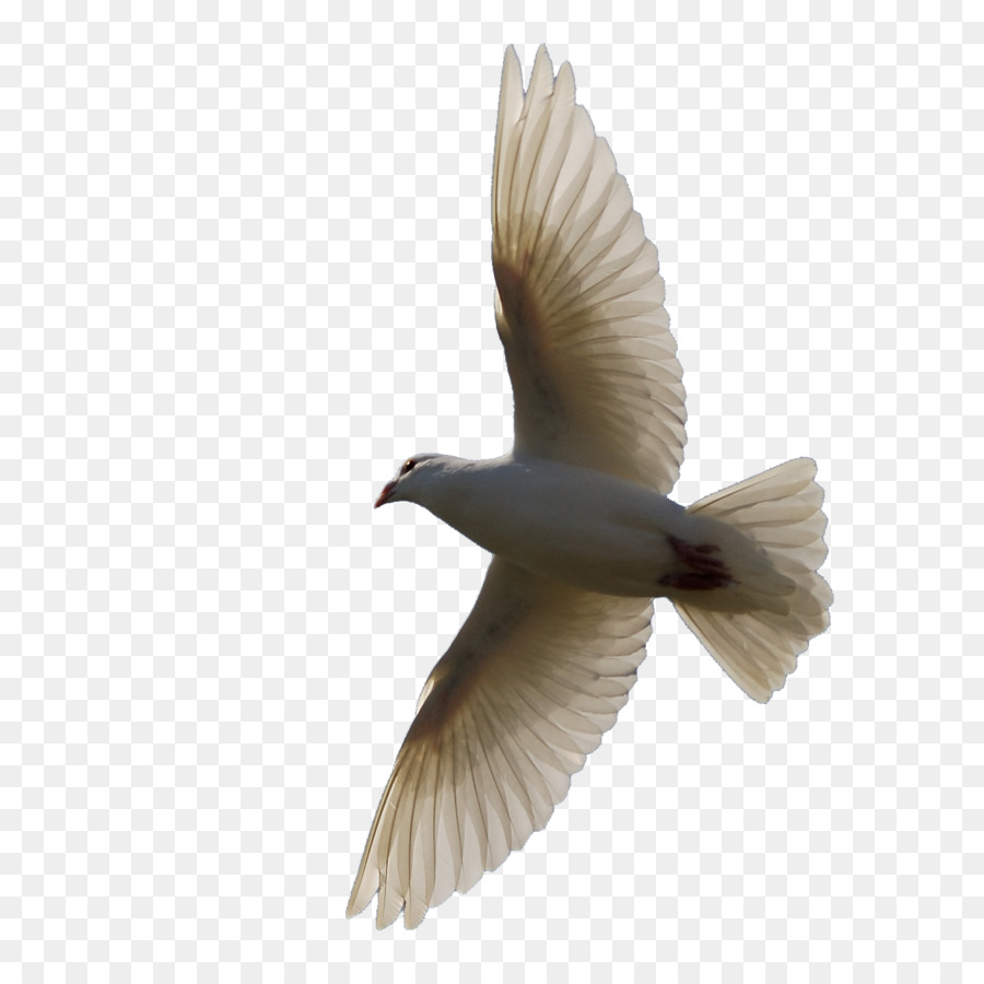 Pájaro，Homing Pigeon PNG