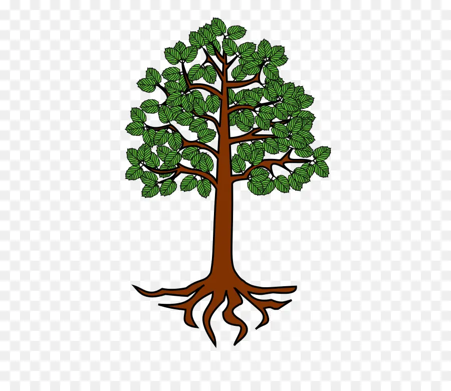 árbol，Raíz PNG