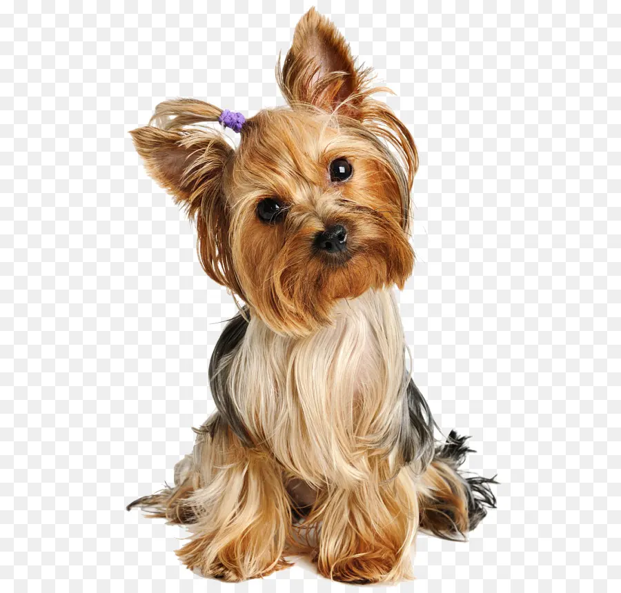 Yorkshire Terrier，Cachorro PNG