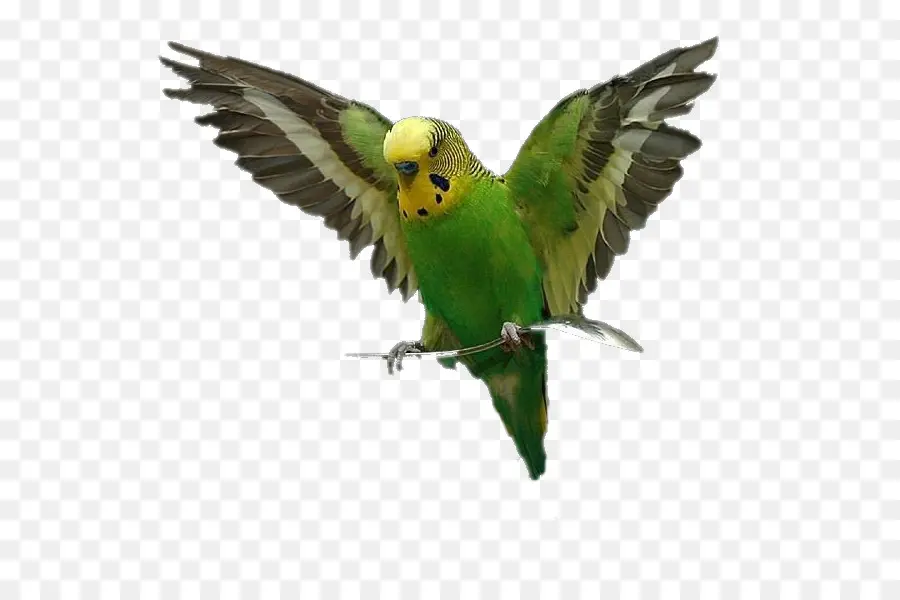 Pájaro，Loro PNG