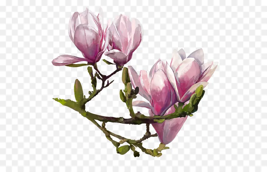 Flores De Magnolia，Rosa PNG