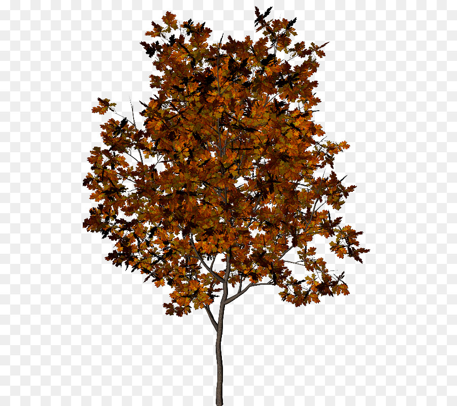 árbol，Otoño PNG