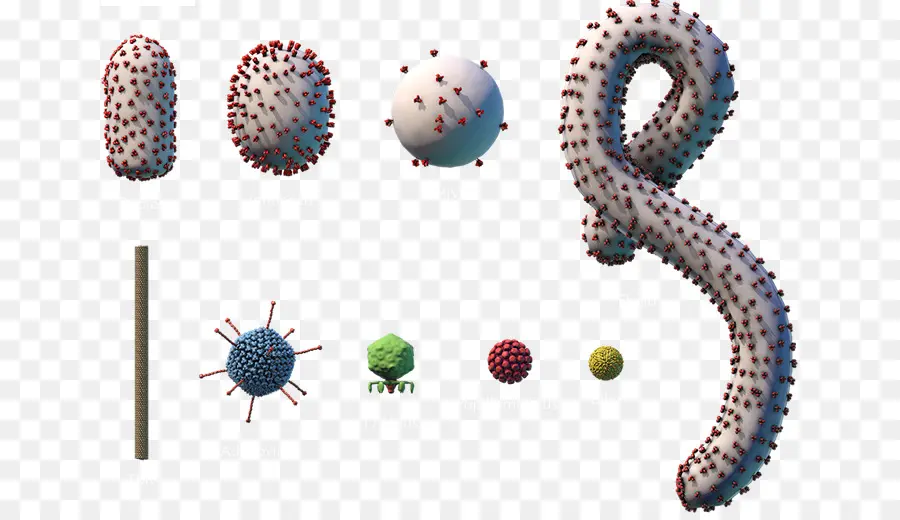 Virus，Enfermedad Del Virus Del ébola PNG