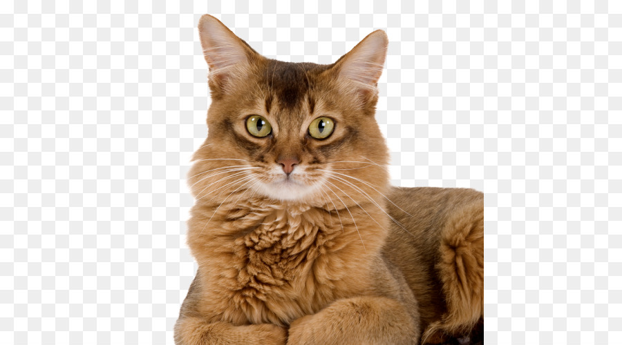 Gato Naranja，Pelo PNG