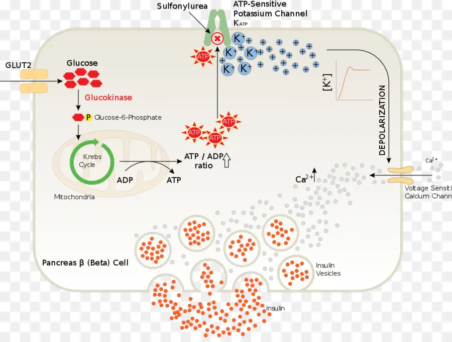 Diagrama De Celdas，Biología PNG