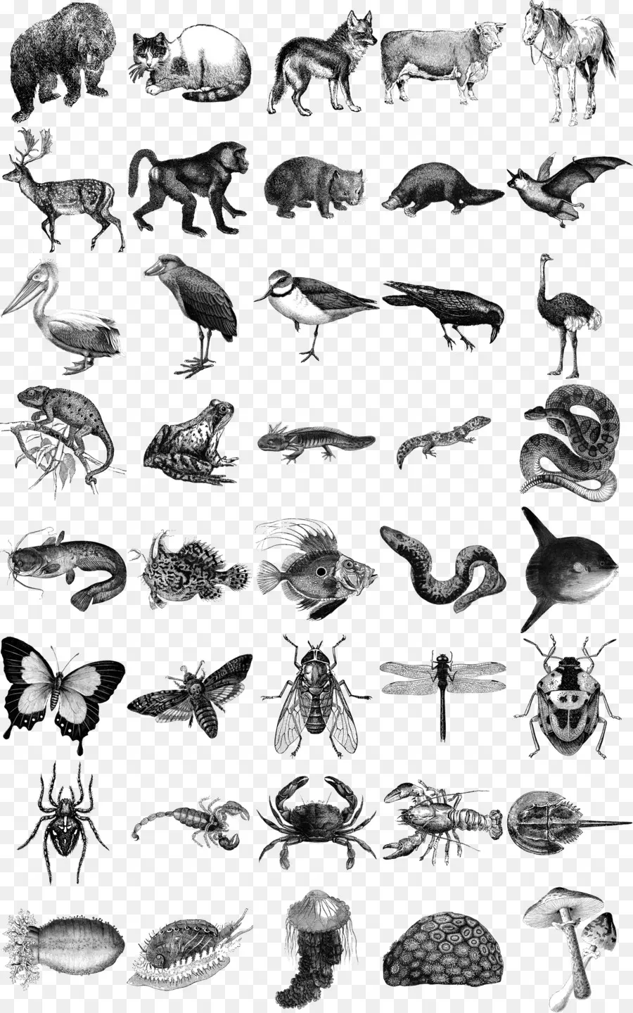 Ilustraciones De Animales，Fauna PNG