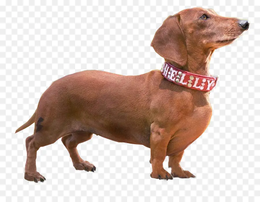 Perro Tejonero，Mascota PNG